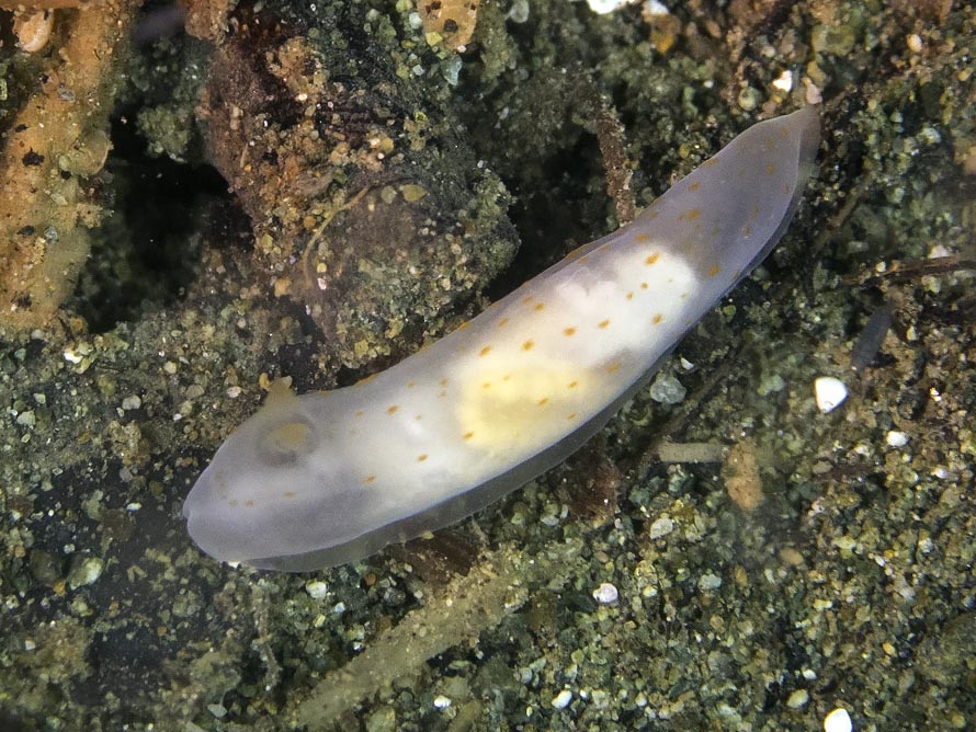 Gymnodoris sp. 25